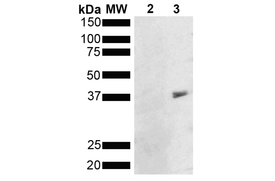 Western Blot - Anti-Metallothionein Antibody [8D8] (A305195) - Antibodies.com