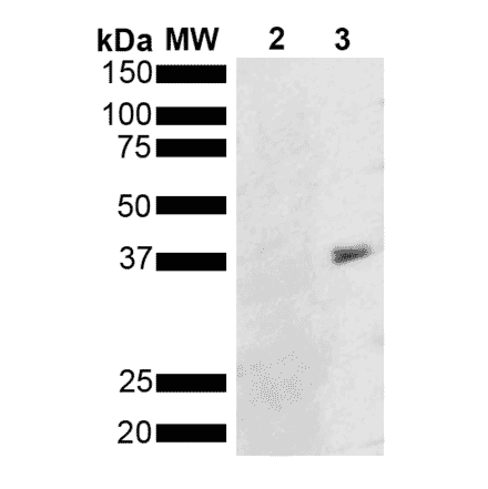 Western Blot - Anti-Metallothionein Antibody [8D8] (A305195) - Antibodies.com