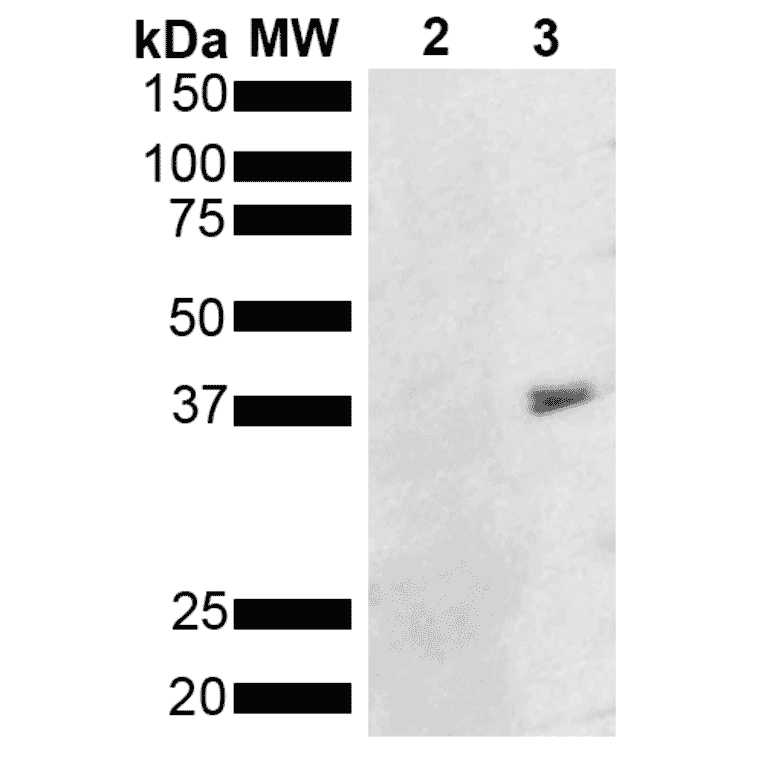 Western Blot - Anti-Metallothionein Antibody [8D8] (A305195) - Antibodies.com