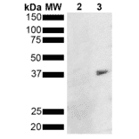 Western Blot - Anti-Metallothionein Antibody [8D8] (A305195) - Antibodies.com