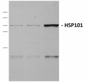 Western Blot - Anti-HSP101 Antibody (A305196) - Antibodies.com