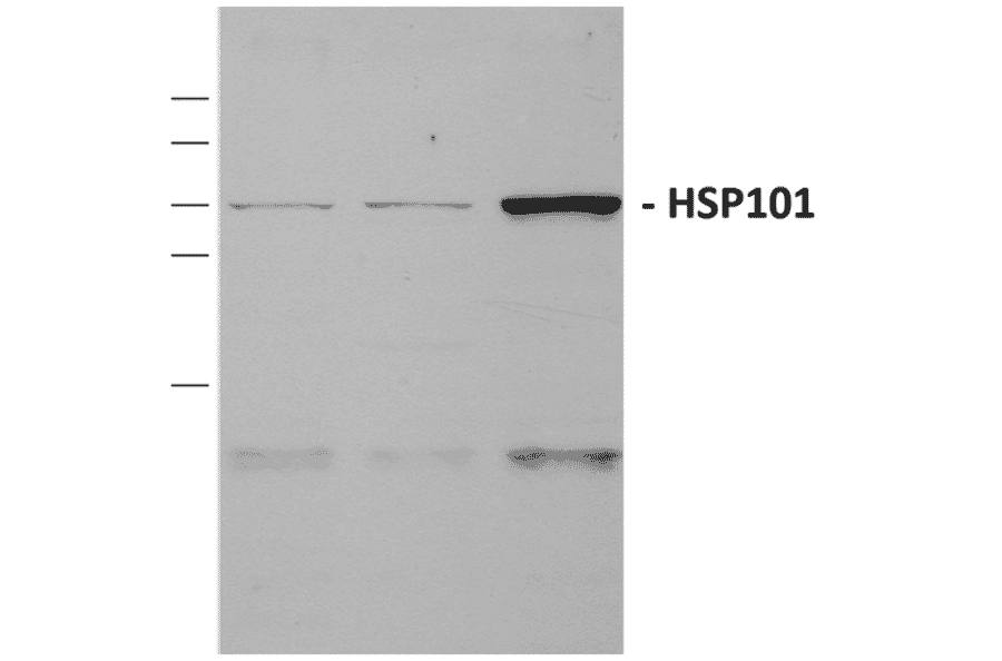 Western Blot - Anti-HSP101 Antibody (A305196) - Antibodies.com