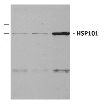 Western Blot - Anti-HSP101 Antibody (A305196) - Antibodies.com