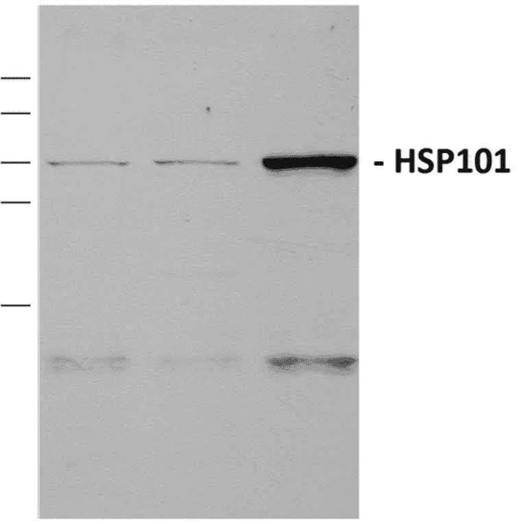 Western Blot - Anti-HSP101 Antibody (A305196) - Antibodies.com