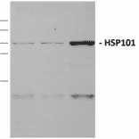 Western Blot - Anti-HSP101 Antibody (A305196) - Antibodies.com