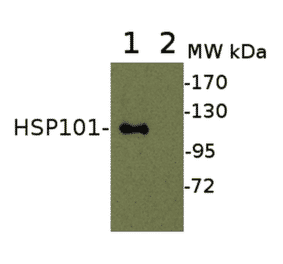 Western Blot - Anti-HSP101 Antibody (A305198) - Antibodies.com
