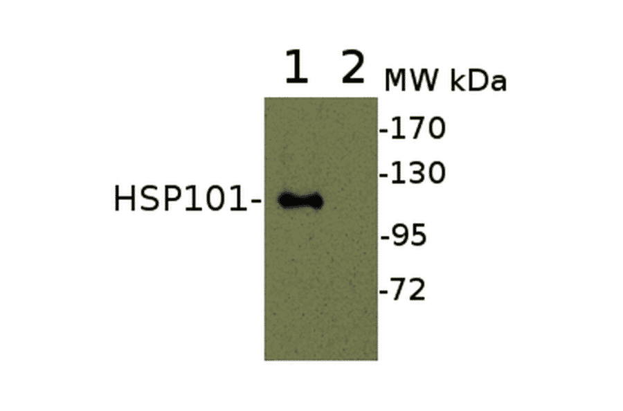 Western Blot - Anti-HSP101 Antibody (A305198) - Antibodies.com