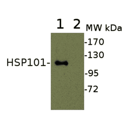 Western Blot - Anti-HSP101 Antibody (A305198) - Antibodies.com