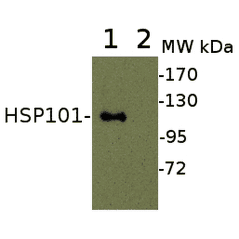 Western Blot - Anti-HSP101 Antibody (A305198) - Antibodies.com