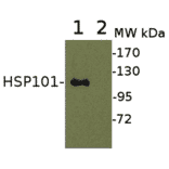 Western Blot - Anti-HSP101 Antibody (A305198) - Antibodies.com