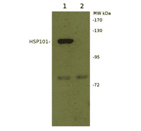 Western Blot - Anti-HSP101 Antibody (A305199) - Antibodies.com