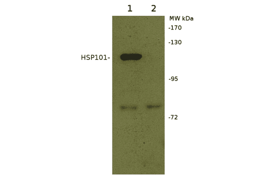 Western Blot - Anti-HSP101 Antibody (A305199) - Antibodies.com