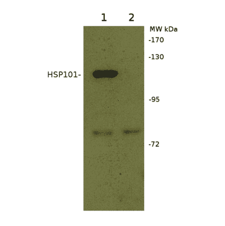 Western Blot - Anti-HSP101 Antibody (A305199) - Antibodies.com