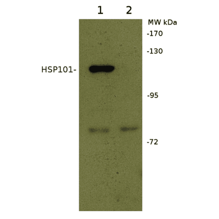 Western Blot - Anti-HSP101 Antibody (A305199) - Antibodies.com