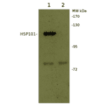 Western Blot - Anti-HSP101 Antibody (A305199) - Antibodies.com