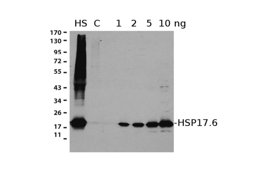 Western Blot - Anti-HSP17.6 Antibody (A305201) - Antibodies.com