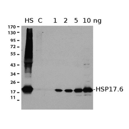 Western Blot - Anti-HSP17.6 Antibody (A305201) - Antibodies.com