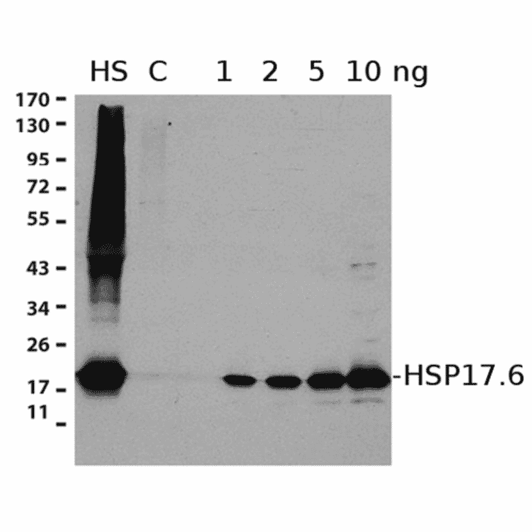 Western Blot - Anti-HSP17.6 Antibody (A305201) - Antibodies.com