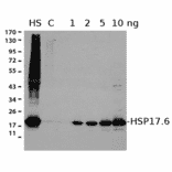 Western Blot - Anti-HSP17.6 Antibody (A305201) - Antibodies.com