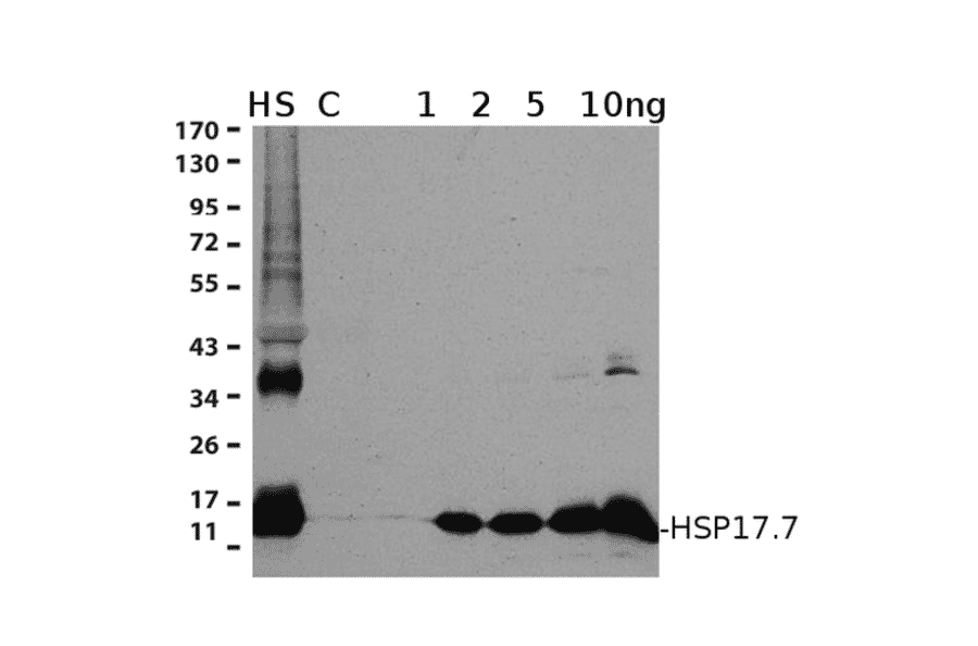 Western Blot - Anti-HSP17.7 Antibody (A305202) - Antibodies.com