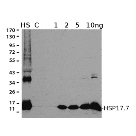Western Blot - Anti-HSP17.7 Antibody (A305202) - Antibodies.com