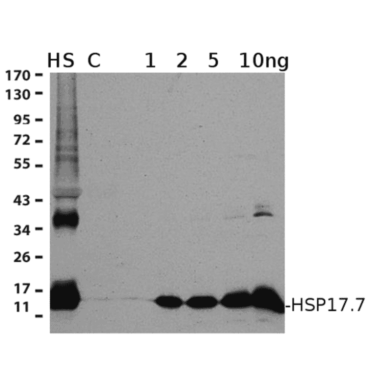 Western Blot - Anti-HSP17.7 Antibody (A305202) - Antibodies.com