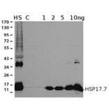 Western Blot - Anti-HSP17.7 Antibody (A305202) - Antibodies.com