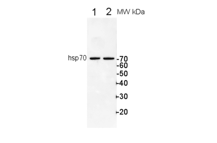 Western Blot - Anti-HSP70 Antibody (A305203) - Antibodies.com