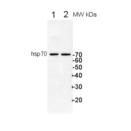 Western Blot - Anti-HSP70 Antibody (A305203) - Antibodies.com