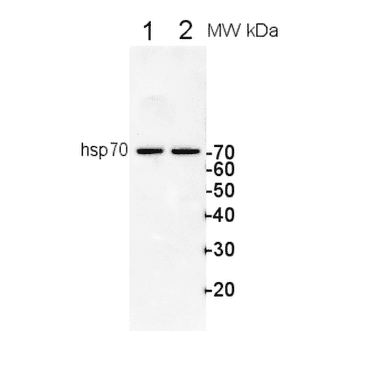 Western Blot - Anti-HSP70 Antibody (A305203) - Antibodies.com