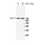 Western Blot - Anti-HSP70 Antibody (A305203) - Antibodies.com