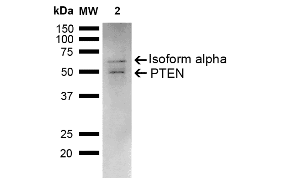 Western Blot - Anti-PTEN Antibody (A305205) - Antibodies.com