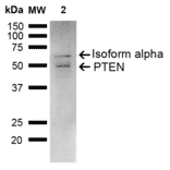 Western Blot - Anti-PTEN Antibody (A305205) - Antibodies.com