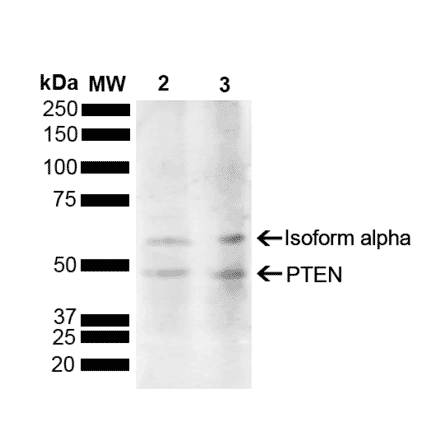 Western Blot - Anti-PTEN Antibody (A305206) - Antibodies.com