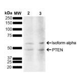 Western Blot - Anti-PTEN Antibody (A305206) - Antibodies.com