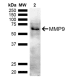 Western Blot - Anti-MMP9 Antibody (A305207) - Antibodies.com