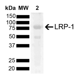 Western Blot - Anti-LRP1 Antibody (A305208) - Antibodies.com