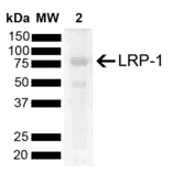 Western Blot - Anti-LRP1 Antibody (A305208) - Antibodies.com
