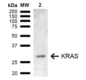 Western Blot - Anti-KRAS Antibody (A305209) - Antibodies.com