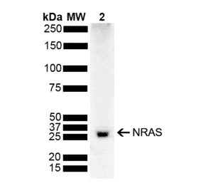 Western Blot - Anti-NRAS Antibody (A305210) - Antibodies.com