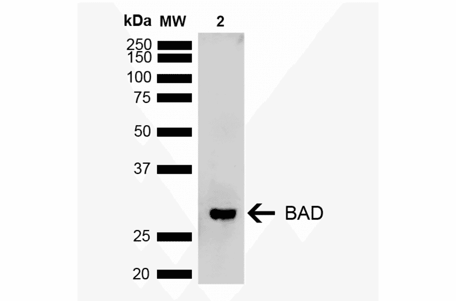 Western Blot - Anti-Bad Antibody (A305211) - Antibodies.com