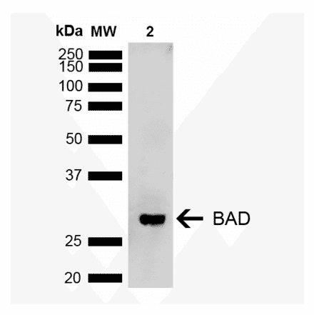 Western Blot - Anti-Bad Antibody (A305211) - Antibodies.com