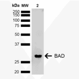 Western Blot - Anti-Bad Antibody (A305211) - Antibodies.com