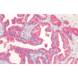 Immunohistochemistry - Anti-Bad Antibody (A305211) - Antibodies.com