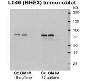Western Blot - Anti-NHE3 Antibody (A305212) - Antibodies.com