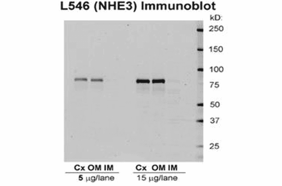 Western Blot - Anti-NHE3 Antibody (A305212) - Antibodies.com