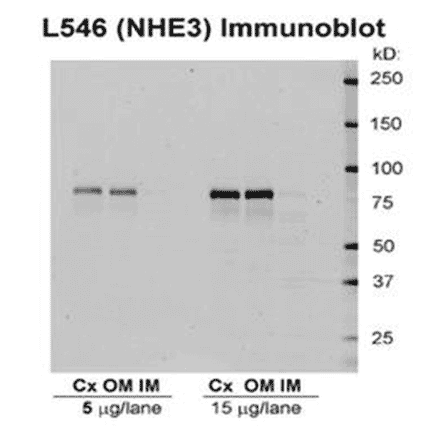 Western Blot - Anti-NHE3 Antibody (A305212) - Antibodies.com