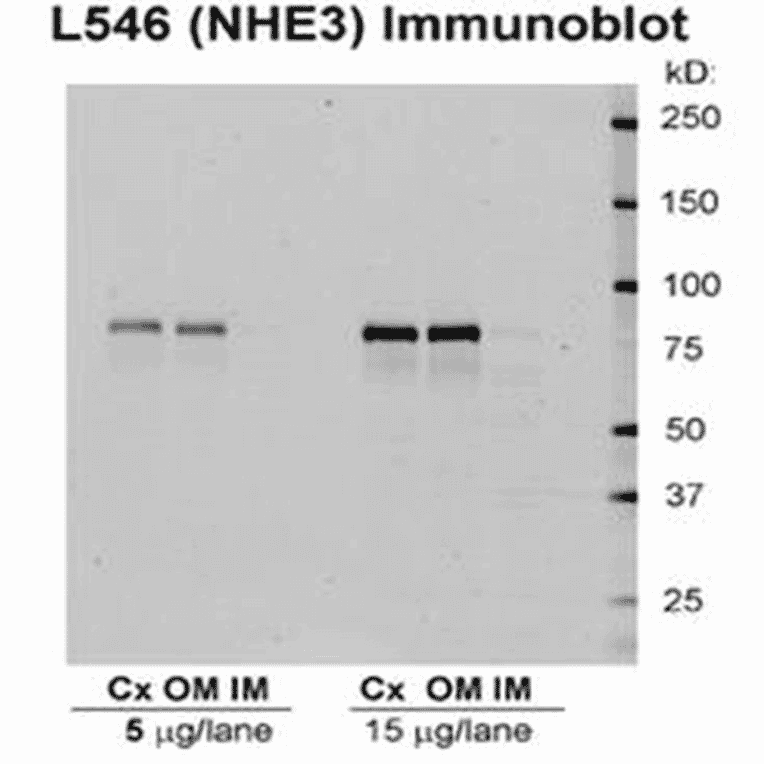 Western Blot - Anti-NHE3 Antibody (A305212) - Antibodies.com