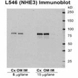 Western Blot - Anti-NHE3 Antibody (A305212) - Antibodies.com