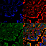 Immunohistochemistry - Anti-NHE3 Antibody (A305212) - Antibodies.com
